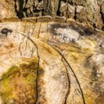 TimTum Halev Firewood Body Crack