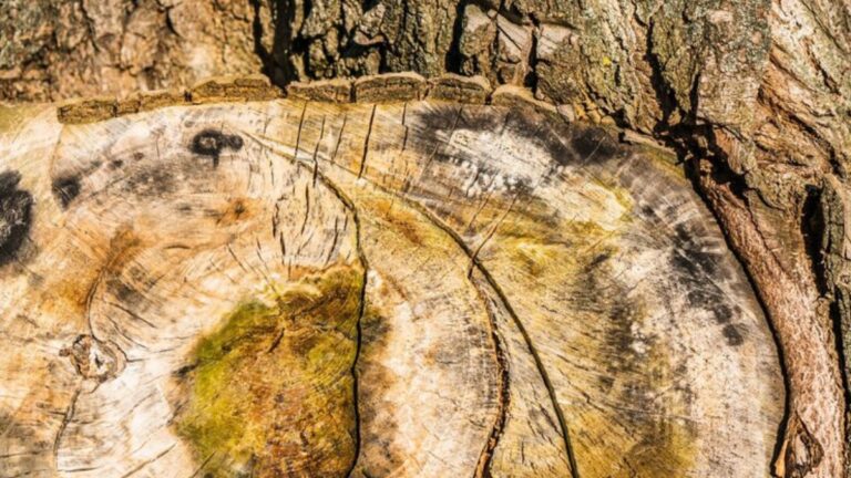 Understanding TimTum Halev Firewood Body Crack