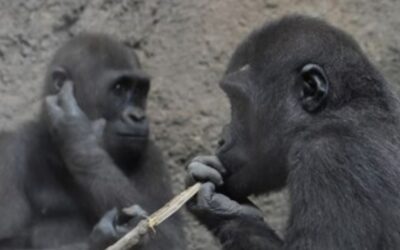Chimpanzees: Understanding Behavior, Conservation, and the Future Chimpanzees
