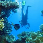 Red Sea Coral To Get Extra Protection From Tourists