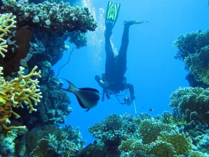 Red Sea Coral To Get Extra Protection From Tourists