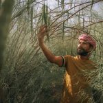 The Rise Of Saudi Arabia's Peregrina Oil In Beauty