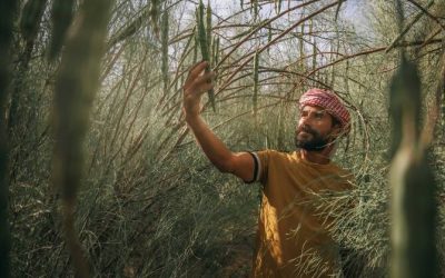 The Rise Of Saudi Arabia's Peregrina Oil In Beauty